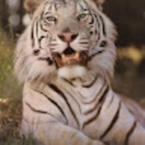 Meet your Posher, Ronald